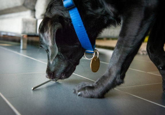Assistance dog picks up a coffee spoon that has fallen on the floor