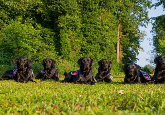 Autism service dogs striking a pose on the grass