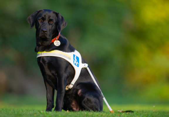 Guide dog in harness out in the countryside