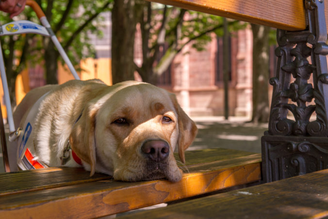 Cane guida indica una panchina su cui sedersi