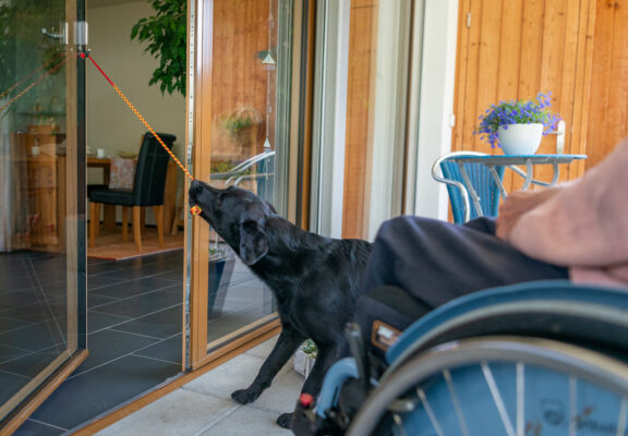 Assistance dog closes a door by pulling a strap fastened to the handle