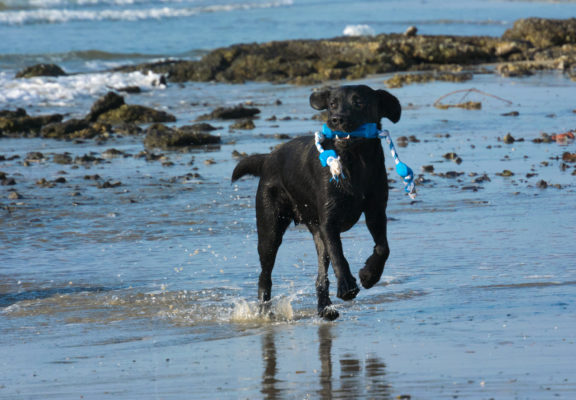 Labrador che corre nell'acqua bassa in spiaggia