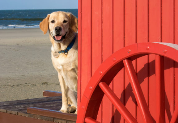 Labrador sitzt neben roter Strandhütte am Meer.