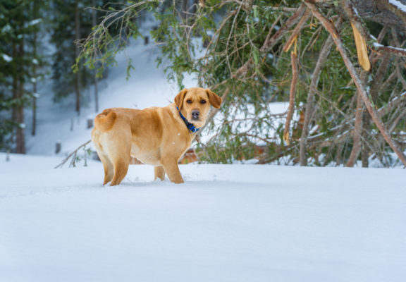 Labrador blond dans la neige devant une forêt de sapins
