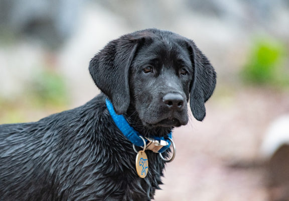 Wet black-coloured foster dog with collar and tag