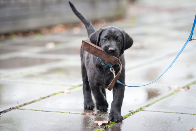 A foster dog being trained to walk on a lead