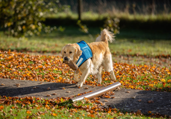 Social support dog carrying a motivational toy in an autumnal landscape