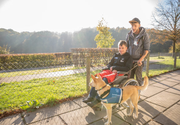Halter Sozialhund schiebt einen Rollstuhlfahrer, sein Hund läuft an Leine mit