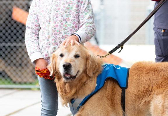 Open Day at the Guide Dogs for the Blind School, 2019