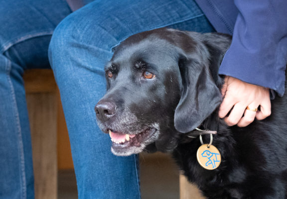Journée portes ouvertes 2019 à l'école pour chiens d'aveugles