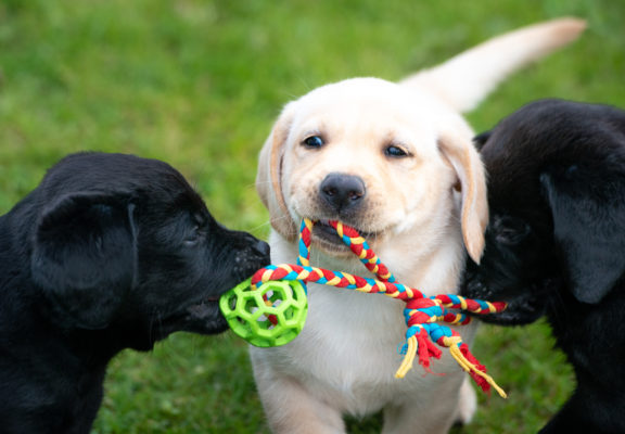 Three puppies play with a "fetch" toy
