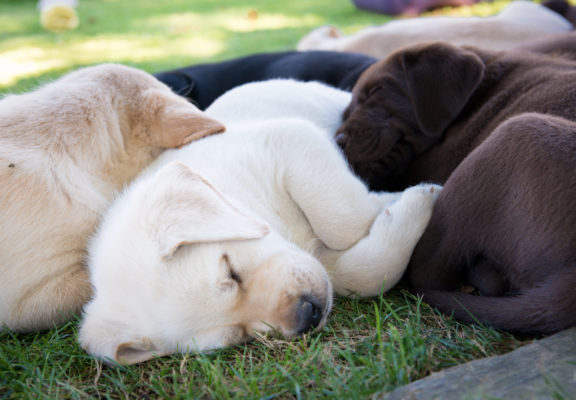 Sleeping litter of puppies with three different coat colours