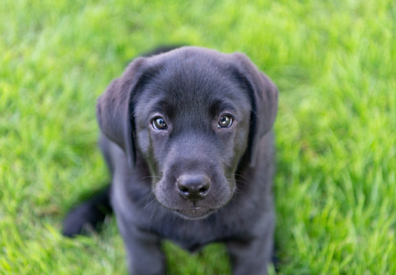 Black pup sits on the grass