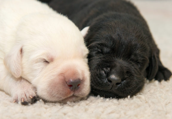 Two puppies asleep in the whelping box