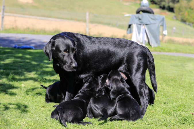Mother dog in the grass with her suckling puppies