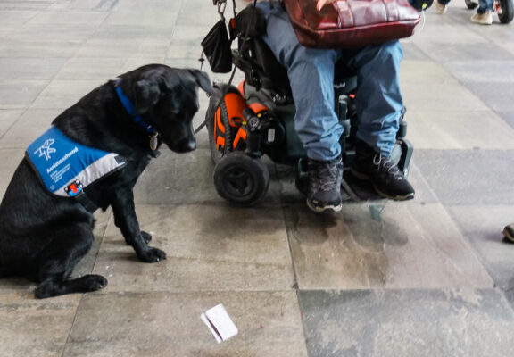 Matyas Sagi-Kiss wirft im Rollstuhlsitzend eine Karte auf den Boden und Assistenzhündin Ginger verfolgt das aufmerksam.
