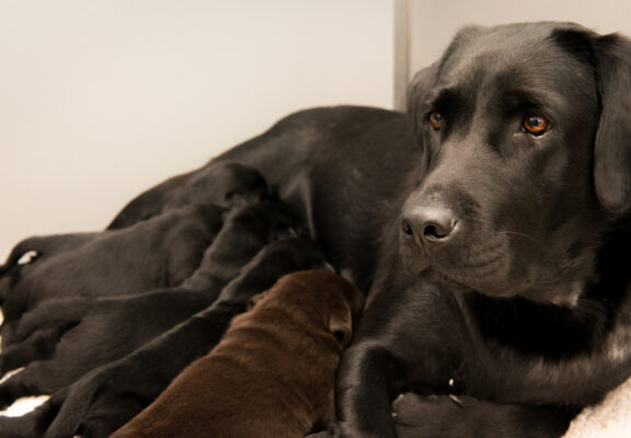 Black mother dog with pups