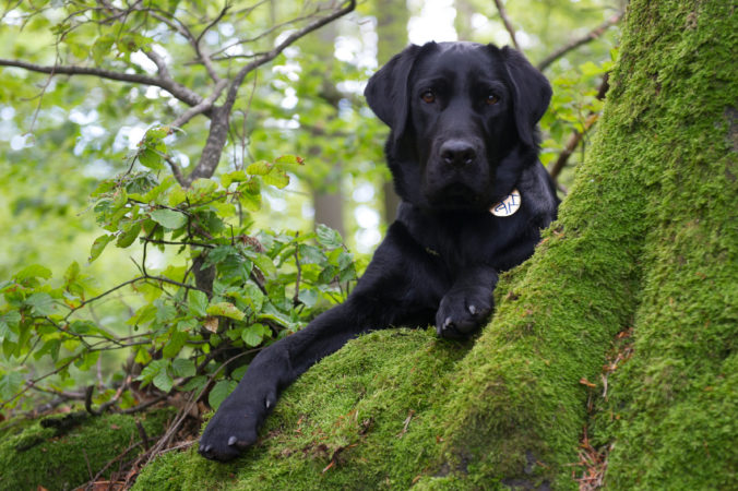 Black Labrador lies at the foot of a green and mossy tree